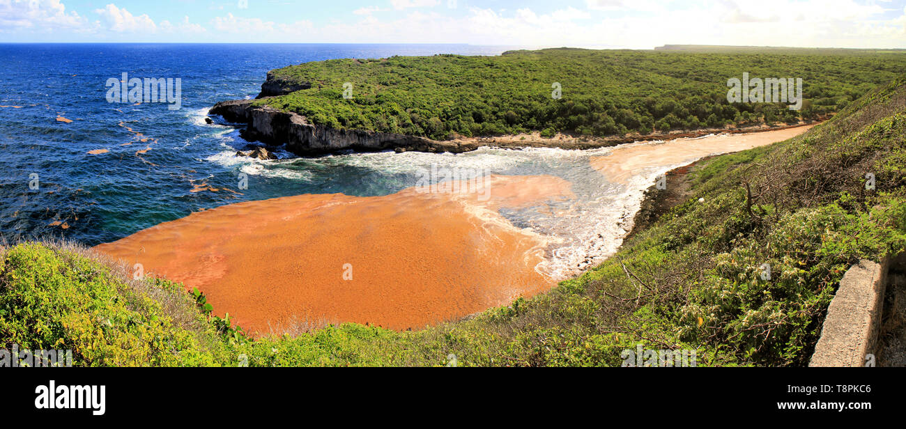 Linee di sargassum si estendono per chilometri lungo la superficie dell'oceano, Guadalupa, isole dei Caraibi, Francia Foto Stock