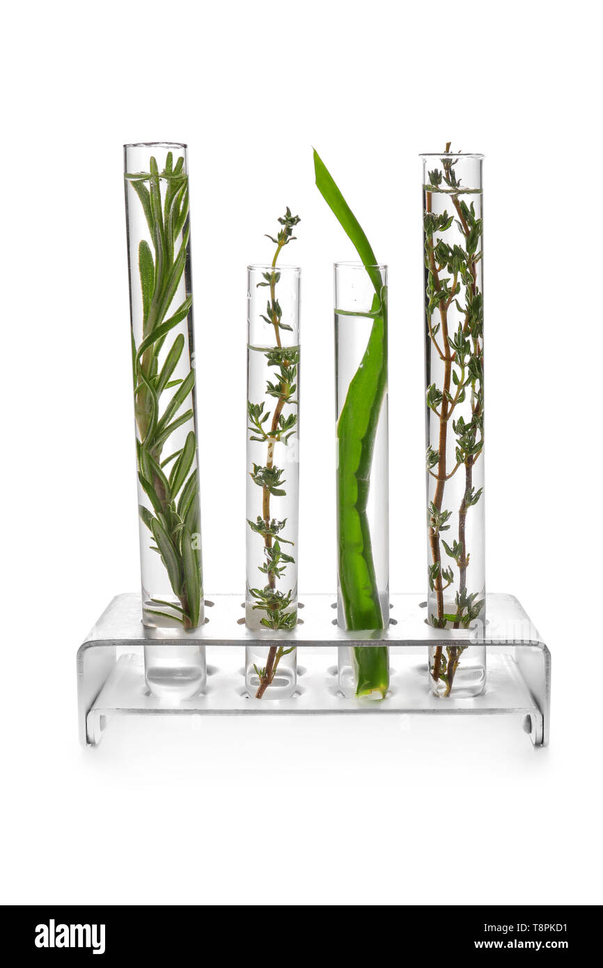 Provette con diverse piante nel supporto su sfondo bianco Foto Stock