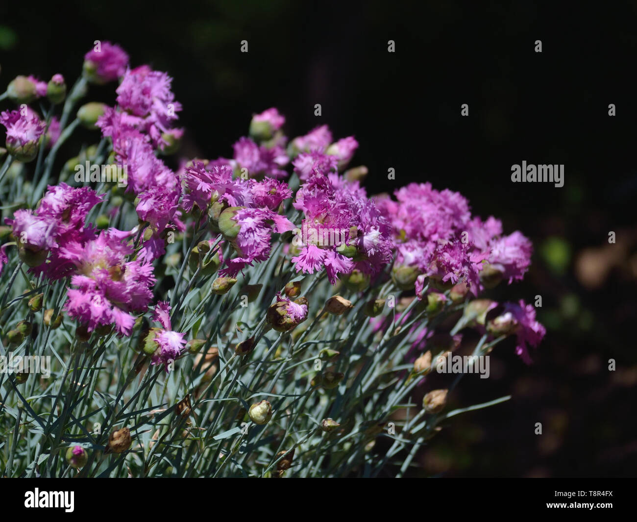 Pink Dianthus Plumarius in giardino Foto Stock