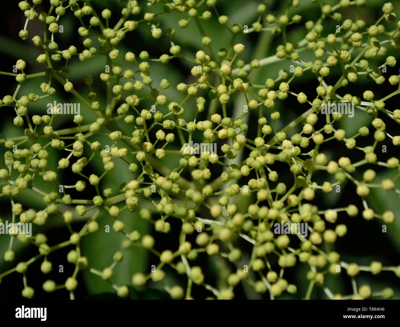 Sambucus nigra gemme, sambuco, sambuco Foto Stock