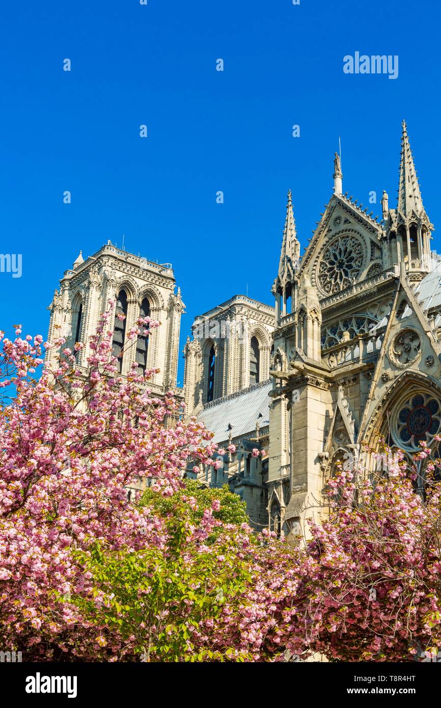 Francia, Parigi, la cattedrale di Notre Dame in primavera con fiori di ciliegio Foto Stock