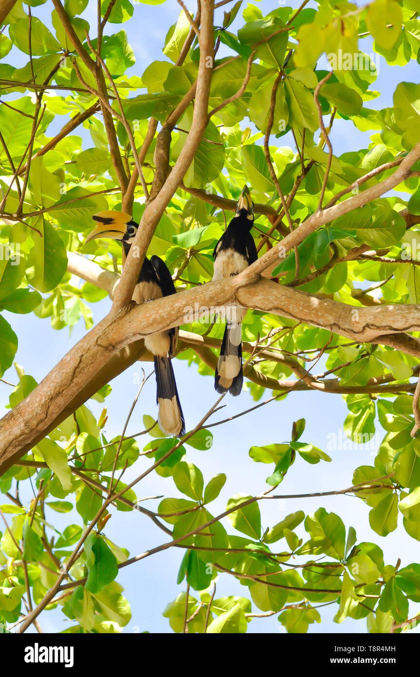 Hornbill bird,bucerotidae uccello sull'albero ,grande hornbill Foto Stock