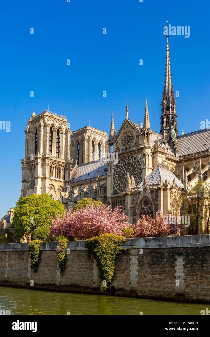 Francia, Parigi, zona elencata come patrimonio mondiale dall'UNESCO, la cattedrale di Notre Dame in primavera Foto Stock