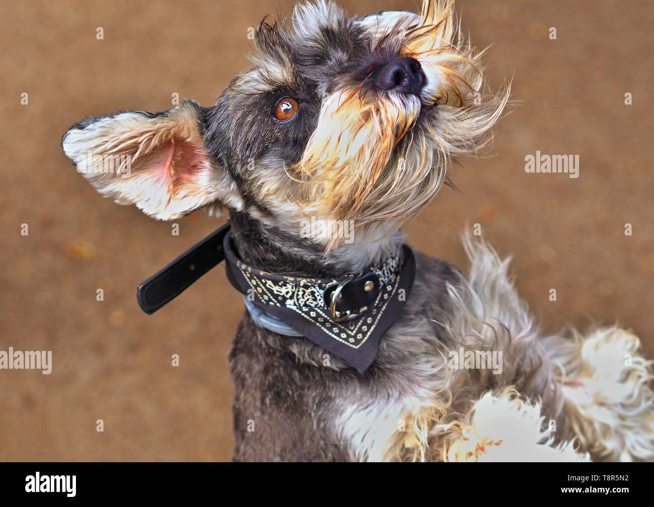 Una piccola miniatura schnauzer si erge sulle sue zampe posteriori e i suoi orecchi e barba sono battenti nel vento. Egli è di colore grigio con beige e presenta un collare con il grigio c Foto Stock