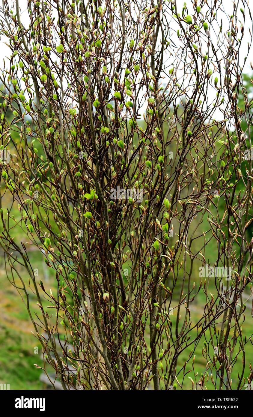 Fagus sylvatica Dawyck Gold con rottura gemme a foglia. Foto Stock