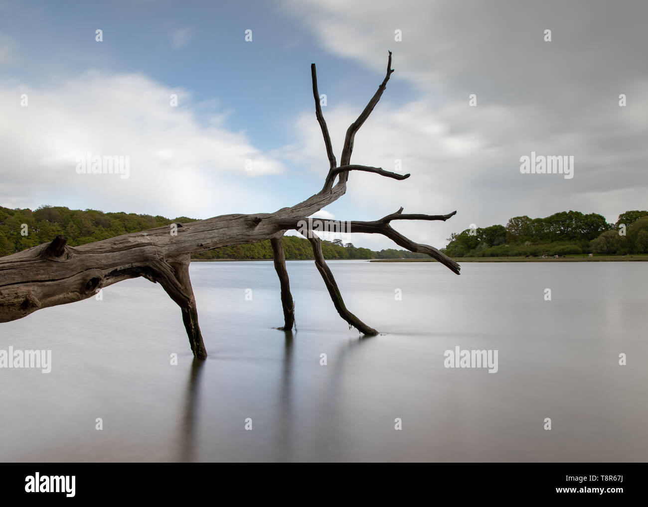 Albero morto caduto su fiume assomiglia ad un animale Foto Stock