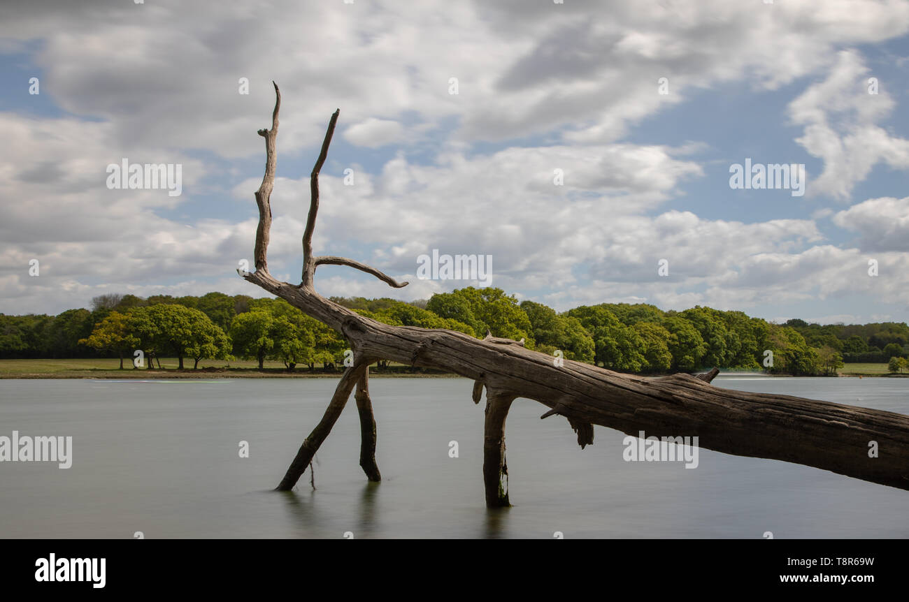 Albero morto caduto su fiume assomiglia ad un animale Foto Stock