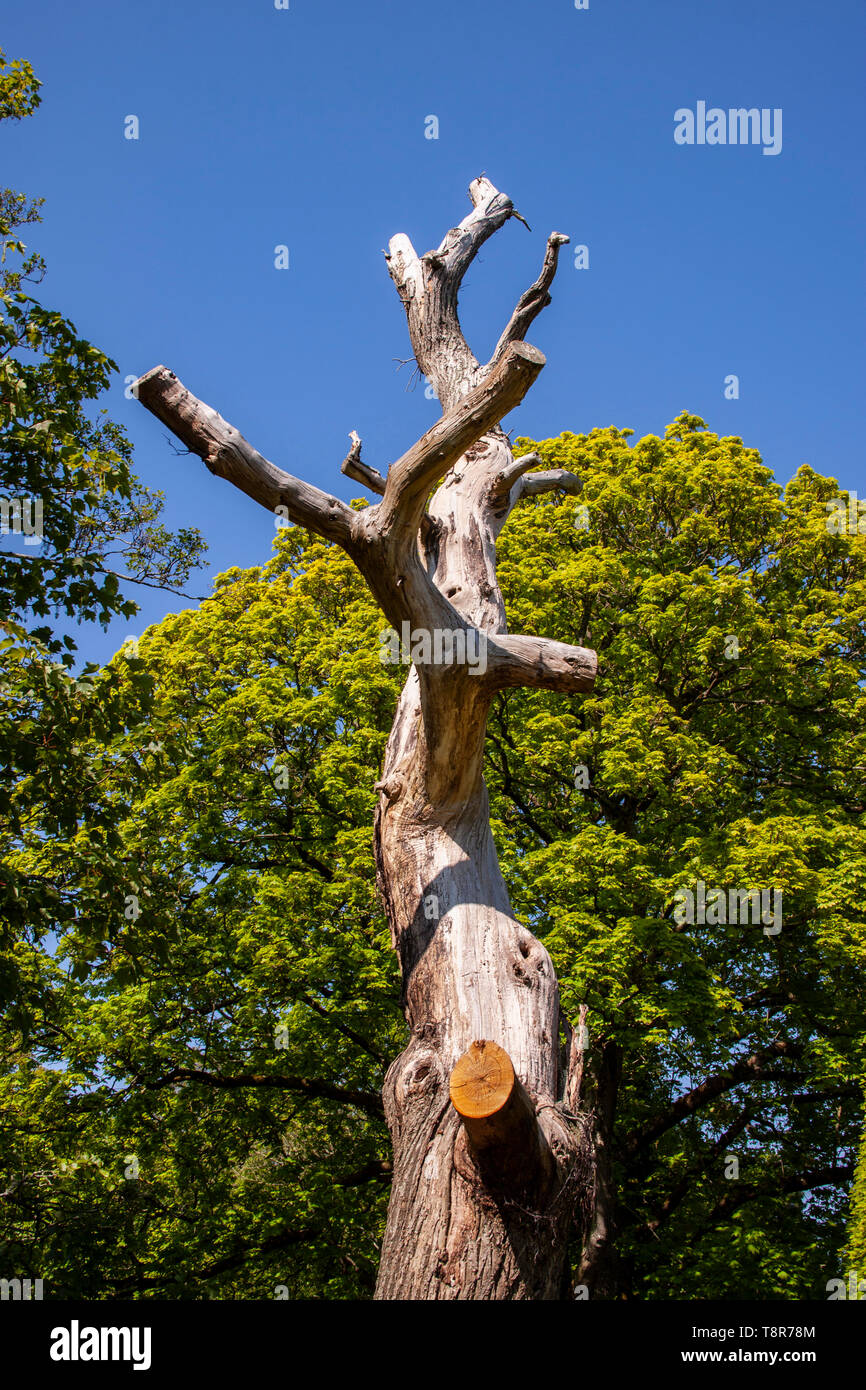 Morto albero morente incorniciato contro la nuova crescita di un altro. La vita e la morte del concetto. Foto Stock