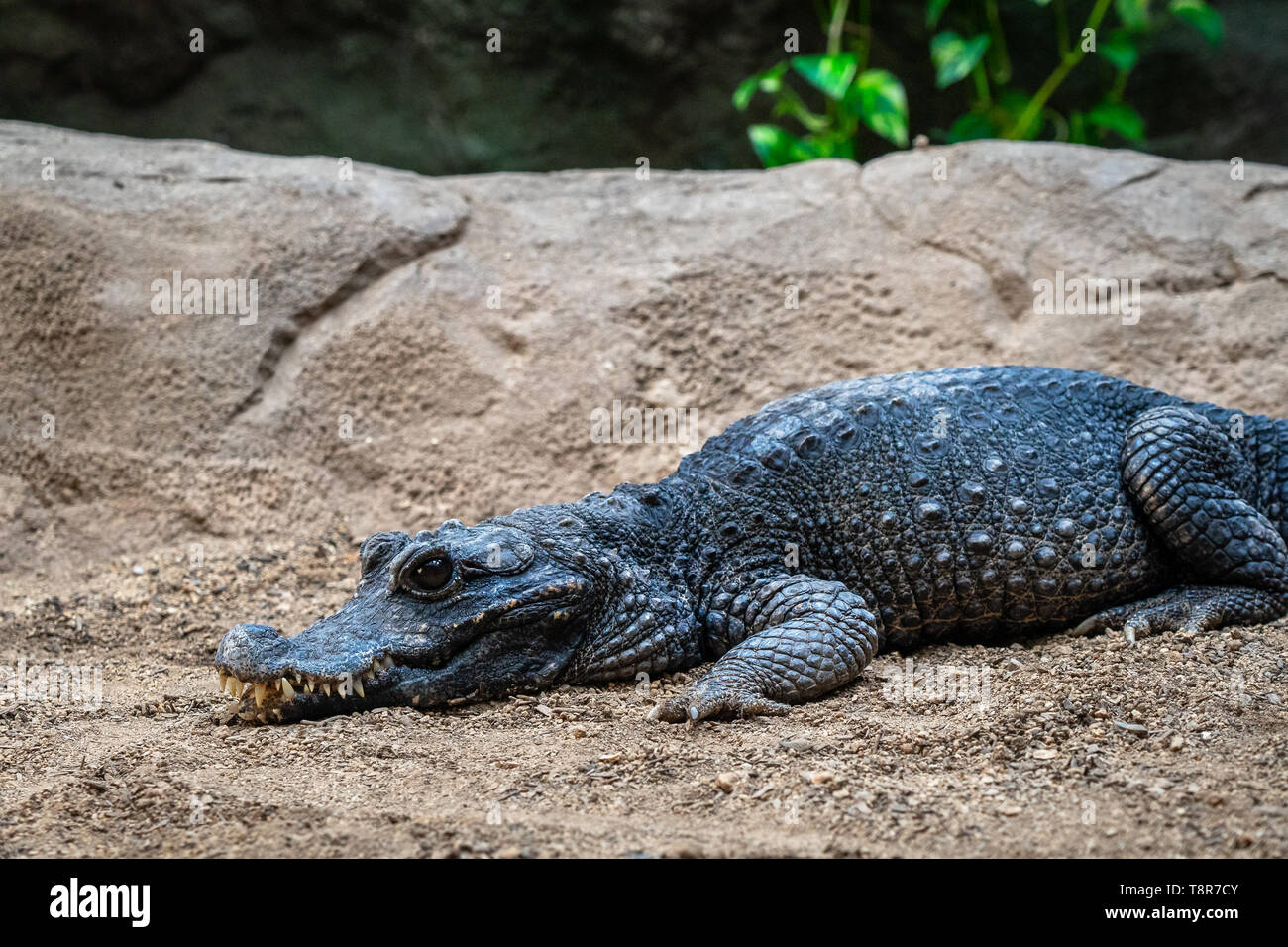 Coccodrillo nana (Osteolaemus tetraspis) in zoo di Barcellona. Foto Stock