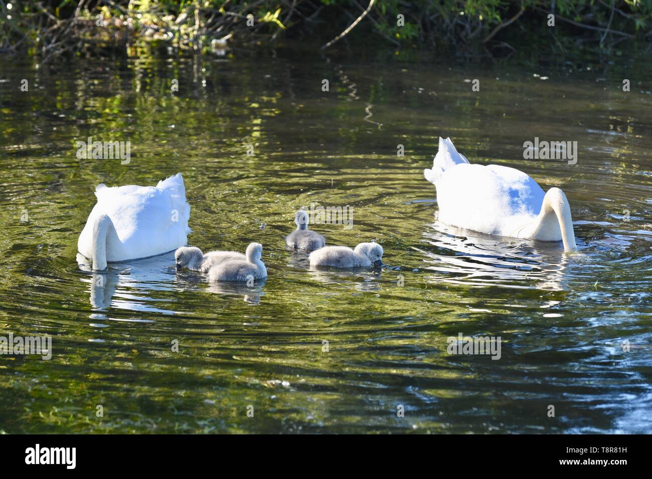 Una coppia di bianco Cigni (Cygnus olor) tendono le loro recentemente cygnets tratteggiata. Morchie Cray Prati, Sidcup Kent. Regno Unito Foto Stock