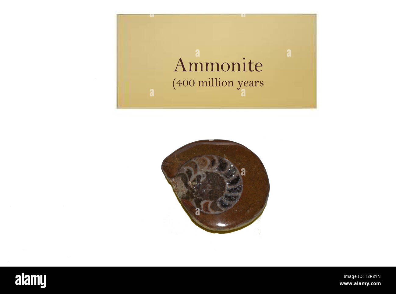 Ammonita di conchiglie fossili di close-up Foto Stock