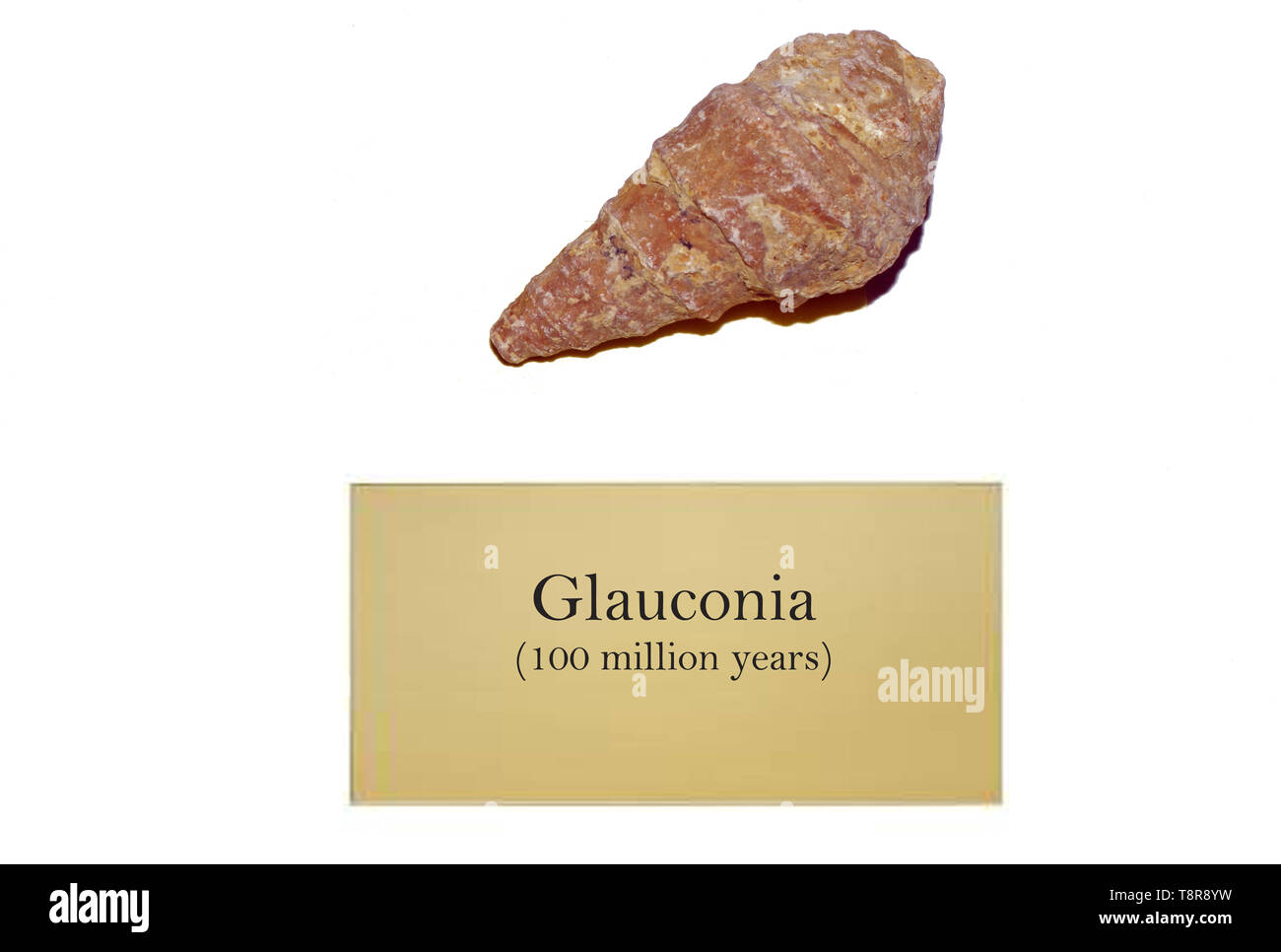 Guscio Glauconia fossil close-up Foto Stock