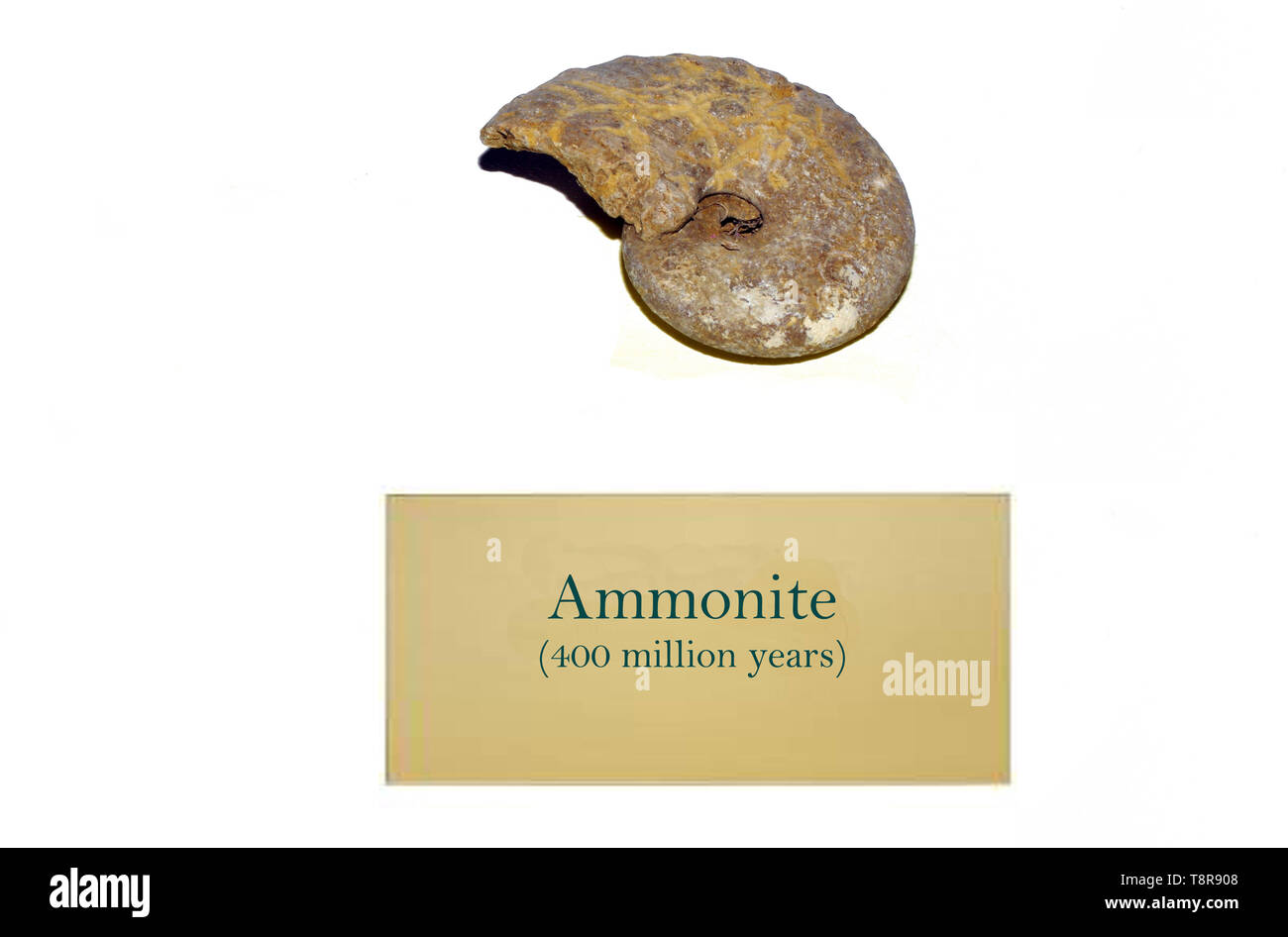 Ammonita fossili shell close-up Foto Stock
