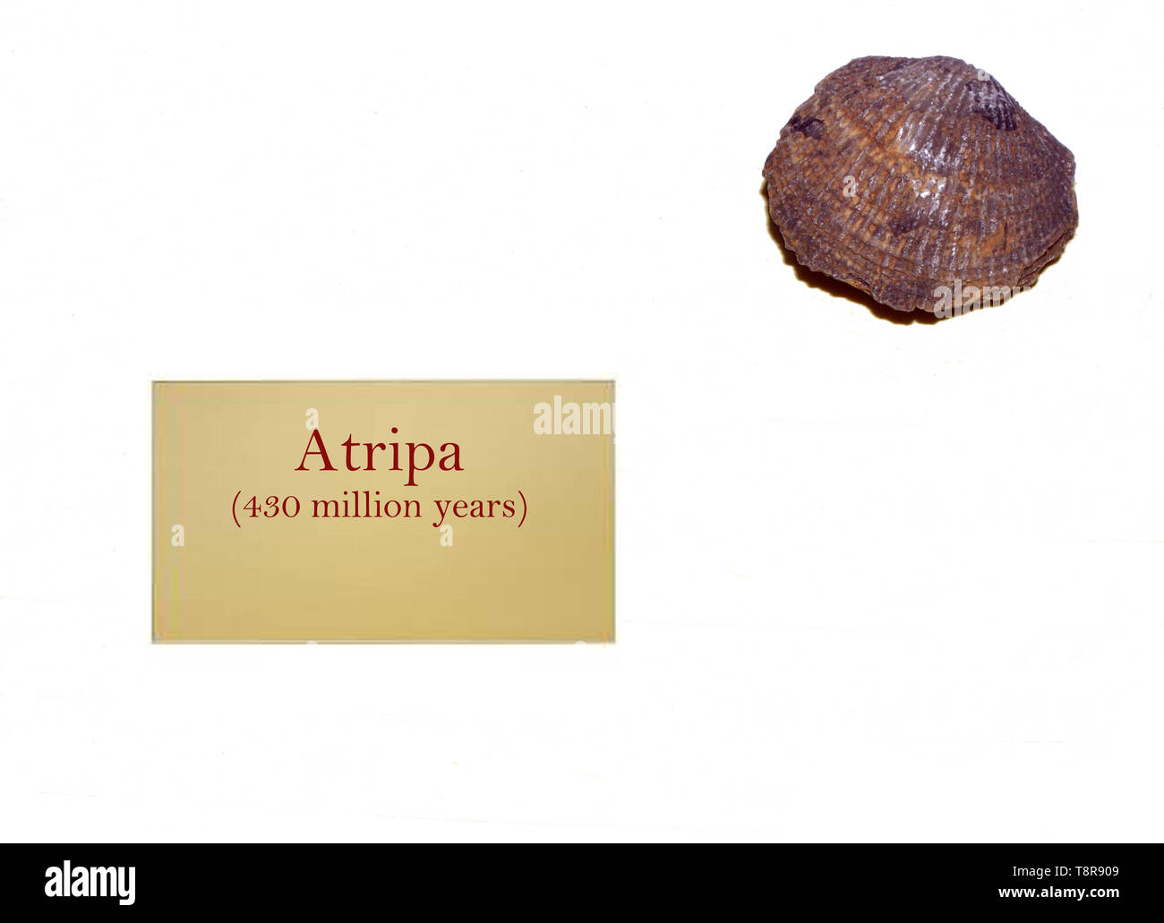 Atripa fossili shell close-up Foto Stock