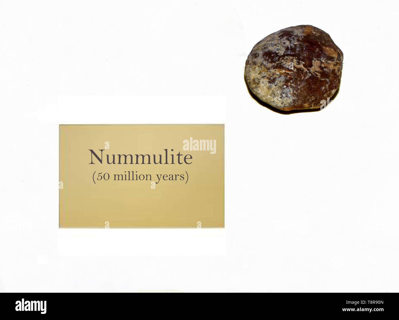 Fossile Nummulite close-up Foto Stock