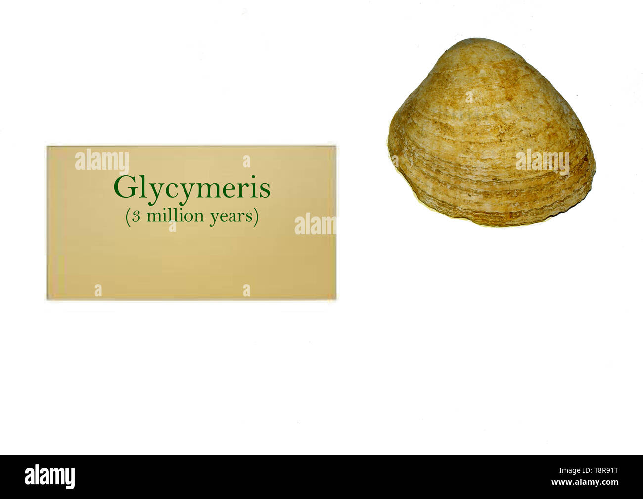 Glycymeris fossili shell close-up Foto Stock