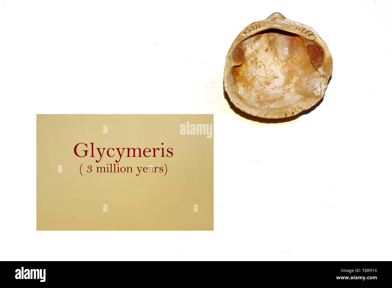 Glycymeris fossili shell close-up Foto Stock