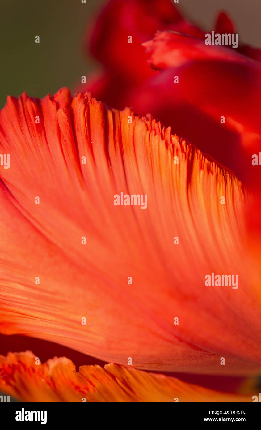 Una chiusura di un tulipano petalo. Foto Stock