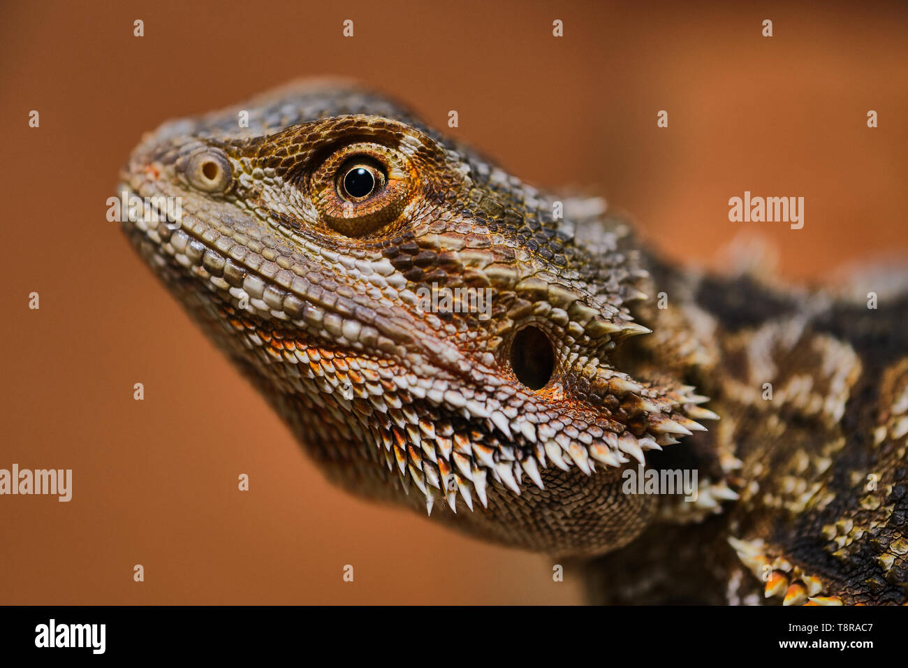 Mezza ritratto di un maschio di drago barbuto, macro immagine a colori Foto Stock