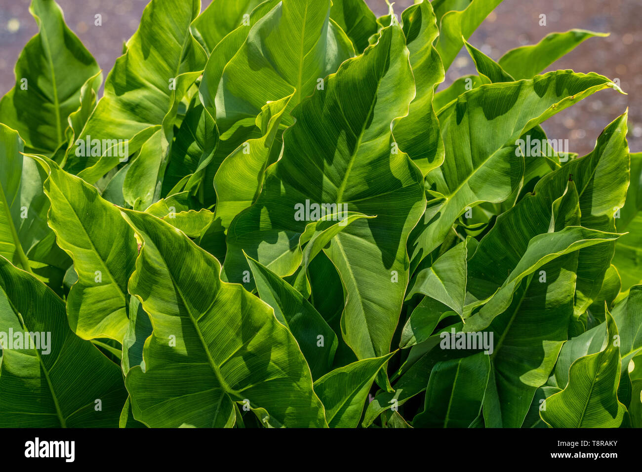 Arrowhead impianto (sagittaria latifolia) in una zona umida di inghiottire l'acqua. Foto Stock