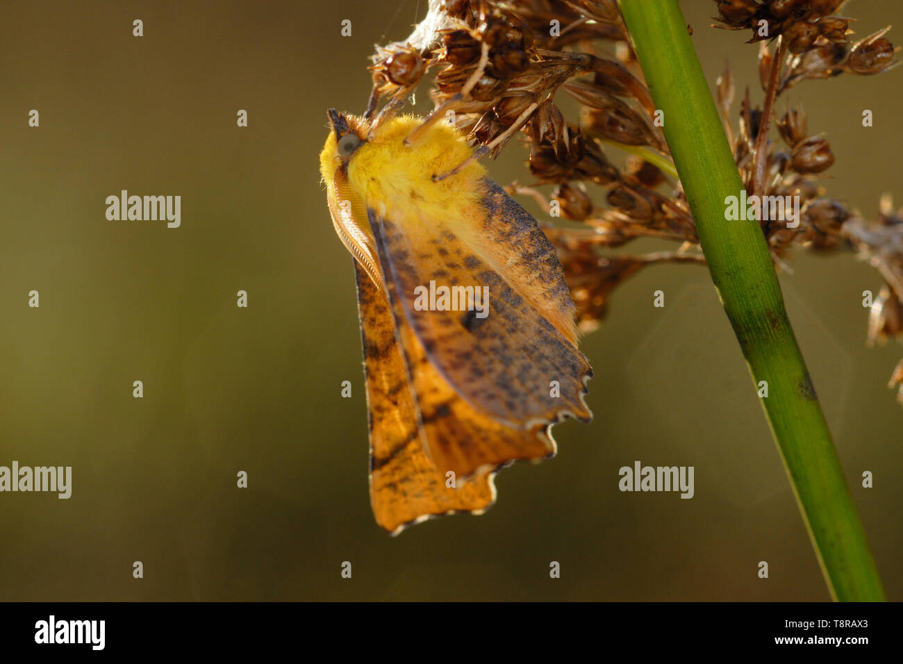 Canarie-spallamento Thorn tarma (Ennomos alniaria) in appoggio su una corsa a Welsh Moor, la Penisola di Gower, Galles del Sud Foto Stock