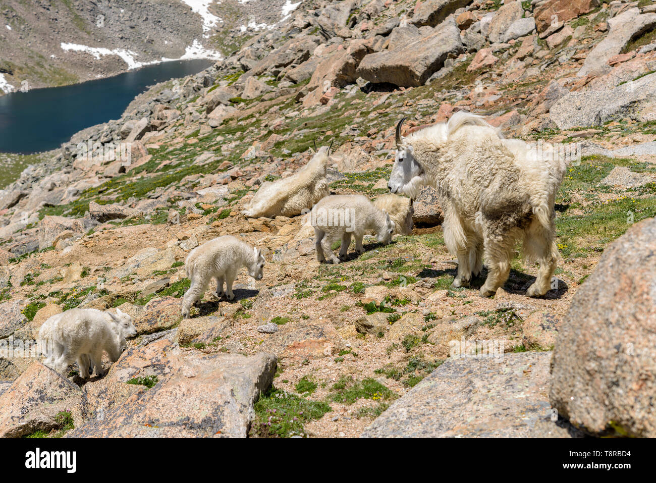 Capre di montagna famiglia - un piccolo grazioso mountain armento di capra alimentazione e poggiante su un costone roccioso tra il Monte Evans e il Monte Bierstadt, Colorado, Stati Uniti d'America. Foto Stock