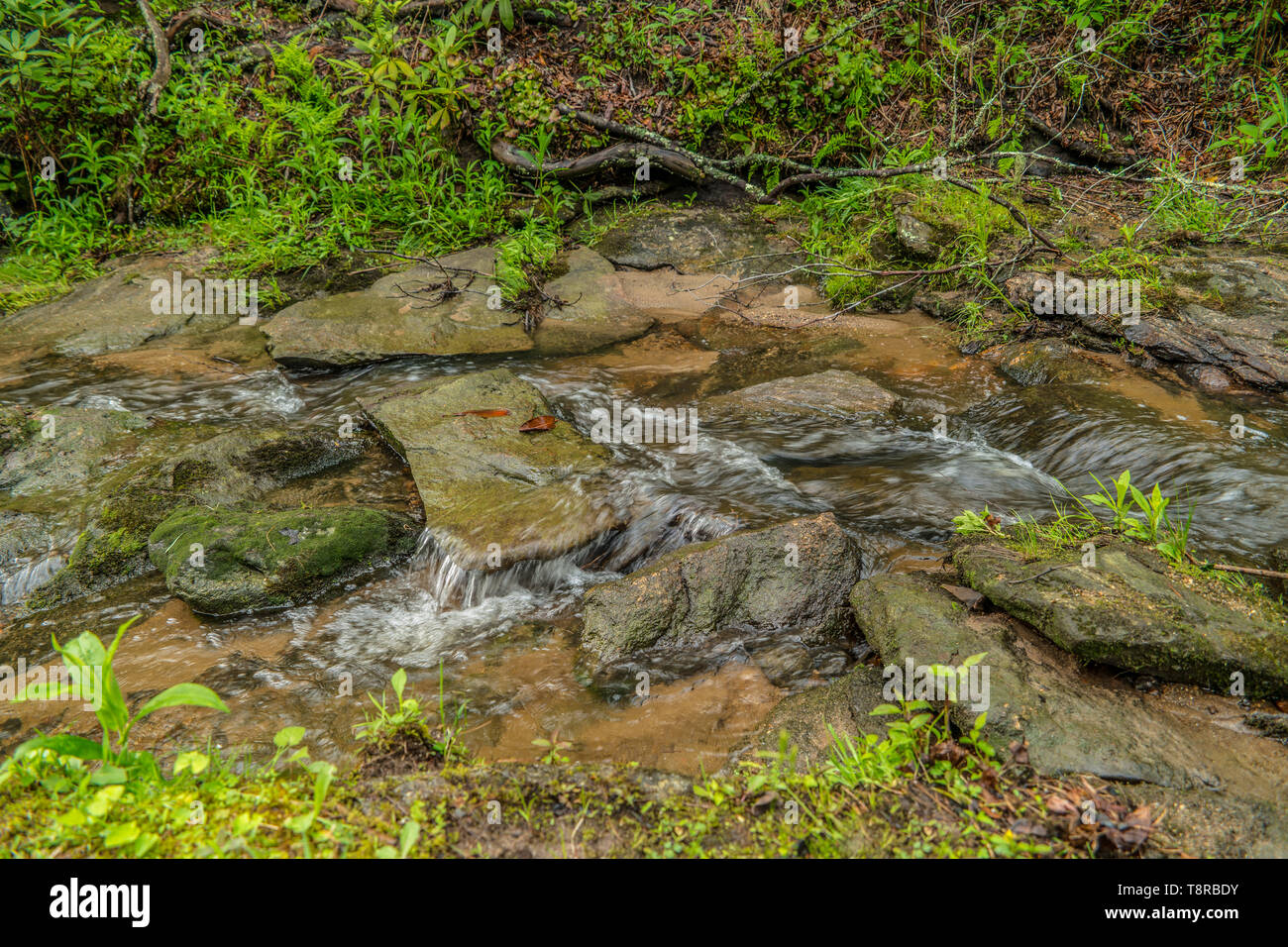 Creek che scorre veloce attraverso una foresta in primavera, nella Carolina del Nord le montagne Foto Stock