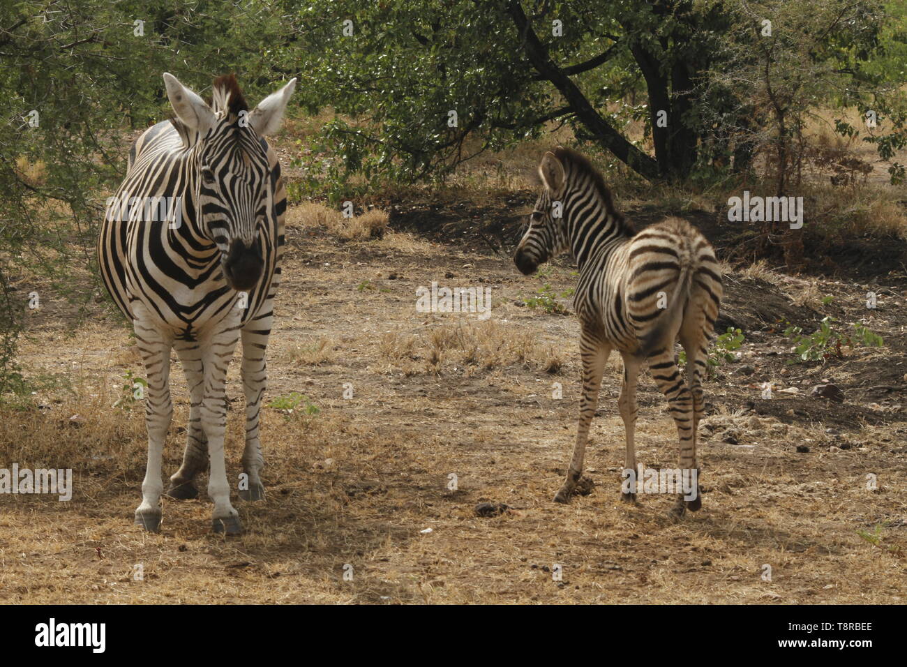 Zebra madre con puledro Foto Stock