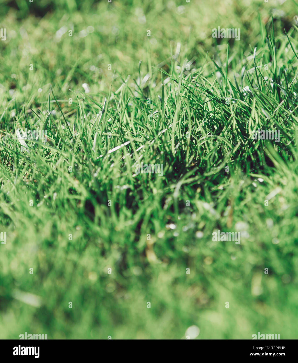 Dettaglio di un naturale erba verde Foto Stock