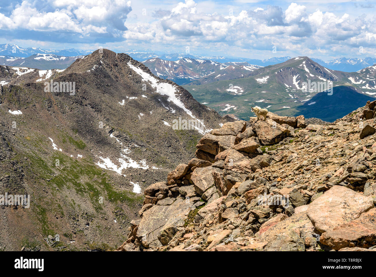 Mt. Bierstadt e capre di montagna - una molla vista di Mt. Bierstadt, con una capra di montagna in piedi su una scogliera rocciosa nella parte anteriore, visto da Mt. Evans, CO, Stati Uniti. Foto Stock