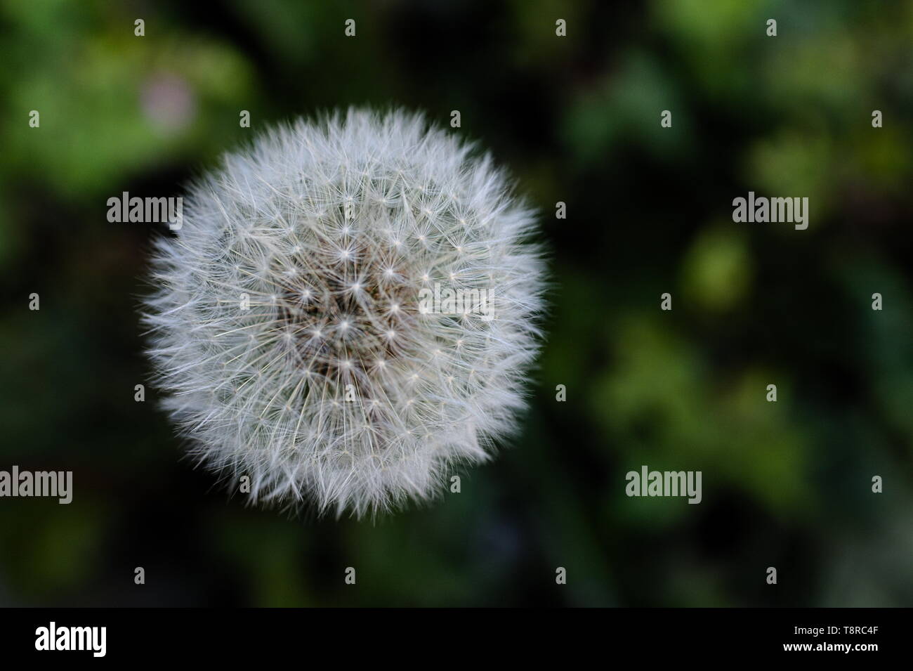 Un fiore di tarassaco capo composto da numerose piccole rosette, sfondo verde. Foto Stock