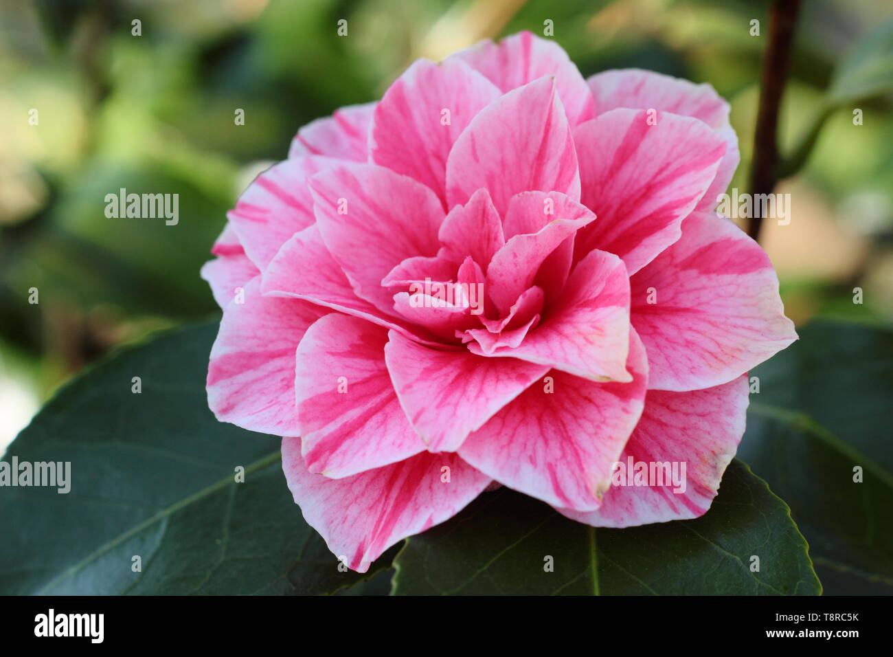 In bicolore forma di Camellia japonica "sangue della Cina" dobule blossoms Foto Stock