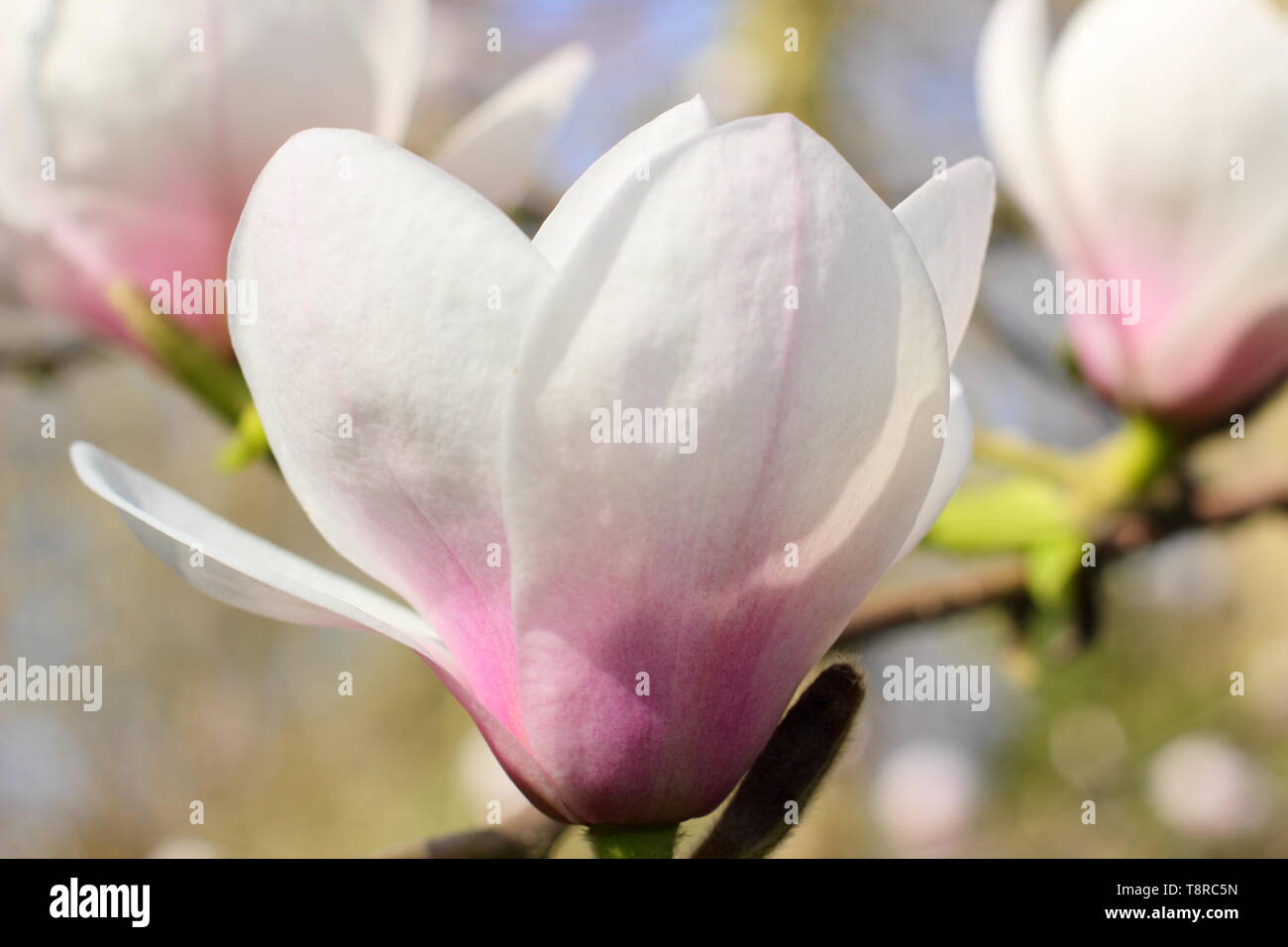 Magnolia 'ilky modo". Rosa bianco lavato fiori di magnolia 'Milky modo' in primavera. Regno Unito. Modulo Gas Anestetici Foto Stock