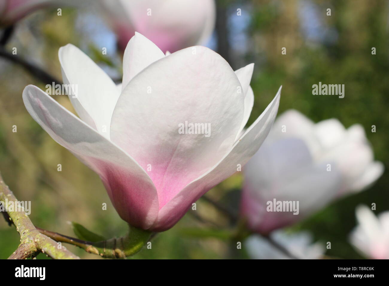 Magnolia 'ilky modo". Rosa bianco lavato fiori di magnolia 'Milky modo' in primavera. Regno Unito. Modulo Gas Anestetici Foto Stock