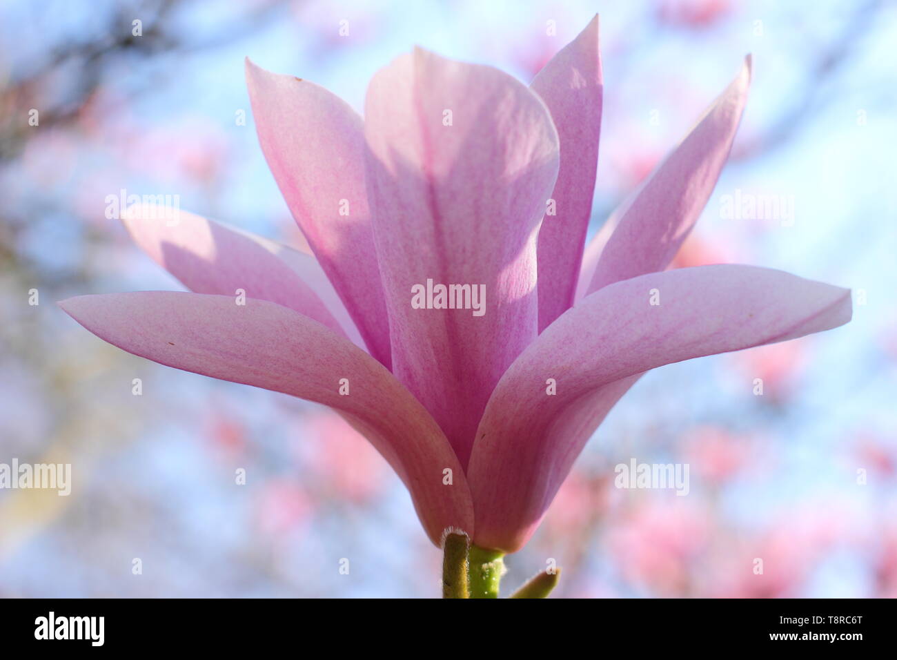 Magnolia 'Heaven Scent'. Rosy rosa fiori di magnolia 'cielo inviato" in aprile - REGNO UNITO. Modulo Gas Anestetici Foto Stock