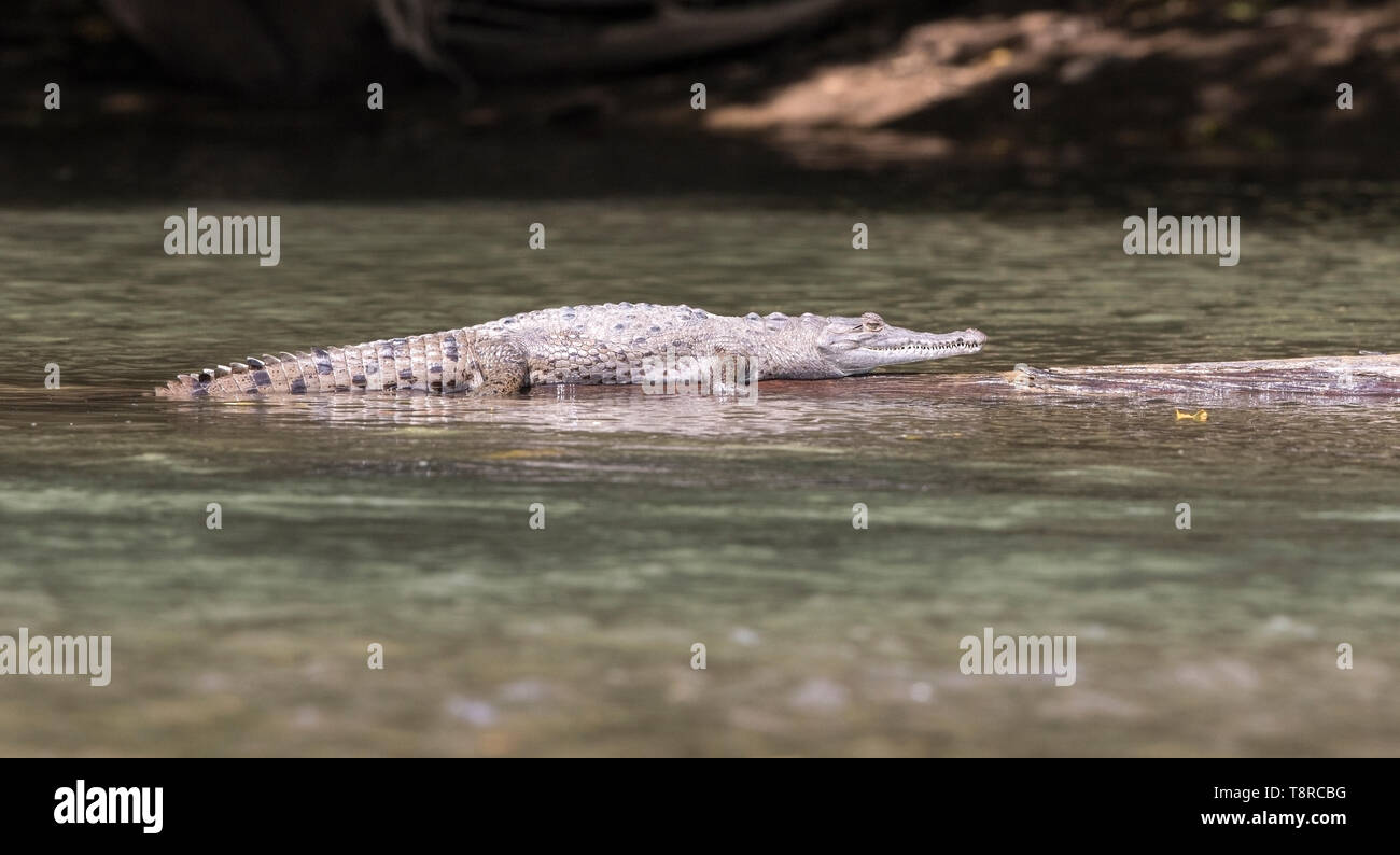 Coccodrillo americano, vicino a Laguna de Lagarto, Costa Rica 31 Marzo 2019 Foto Stock