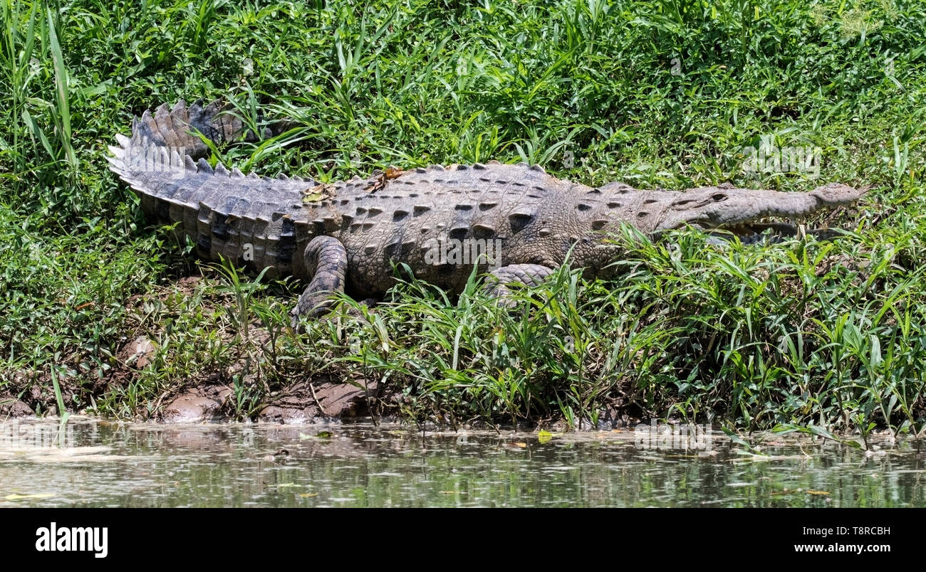 Coccodrillo americano, vicino a Laguna de Lagarto, Costa Rica 31 Marzo 2019 Foto Stock