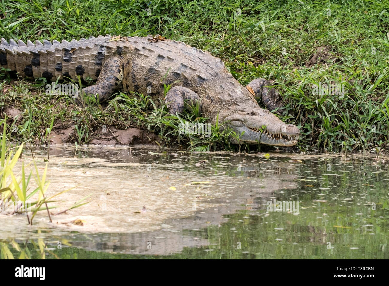 Coccodrillo americano, vicino a Laguna de Lagarto, Costa Rica 31 Marzo 2019 Foto Stock