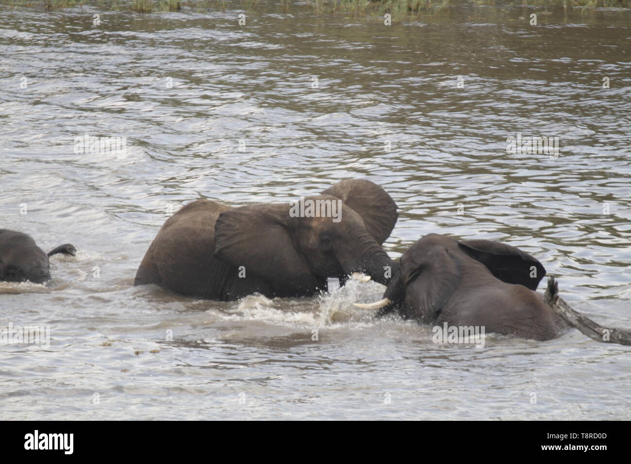 Nuoto elefanti in Pioneer dam, vicino Mopani Camp Foto Stock