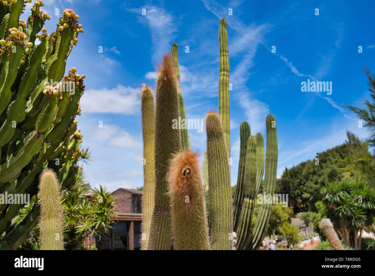 LANZAROTE, Isole canarie, Spagna - 15 Aprile 2019: Themed Rancho Texas Park sulla isola di Lanzarote. - Coltivazione di cactus sul cielo blu sullo sfondo Foto Stock