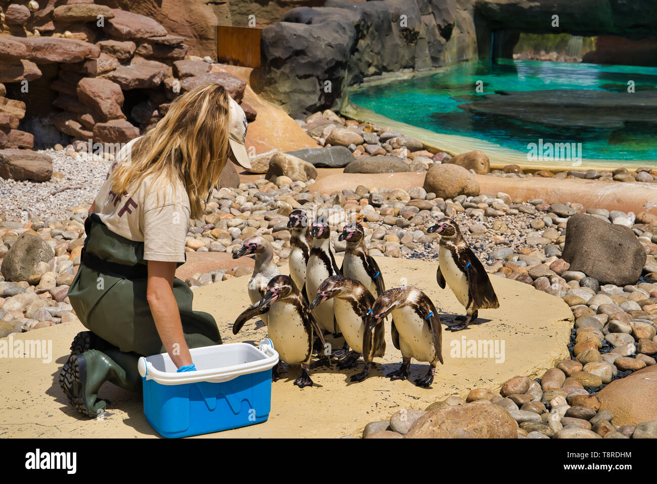 LANZAROTE, Isole canarie, Spagna - 15 Aprile 2019: Un dipendente dello zoo è la alimentazione pinguini in una voliera. Themed Rancho Texas Park a Lanzarote Isla Foto Stock