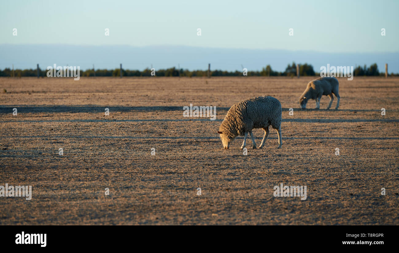 Due pecore al pascolo su un colpite dalla siccità azienda australiana in bassa luce dell'alba o del tramonto. Foto Stock