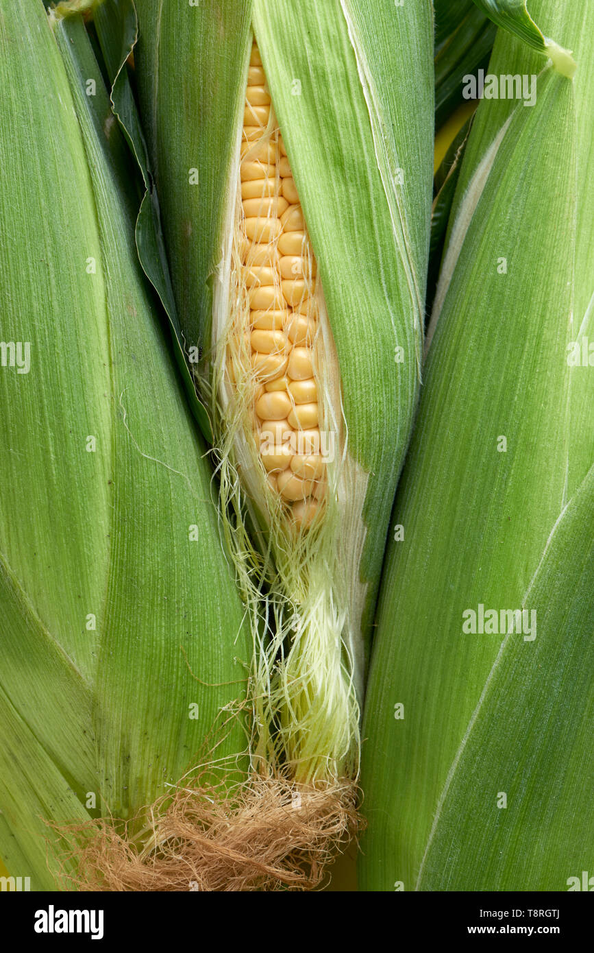 Tre organici tutoli di mais con i kernel giallo girato in uno studio. Foto Stock