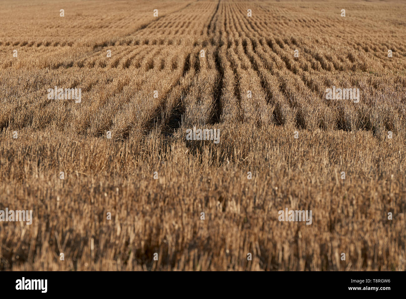 I modelli in un taglio fresco campo di grano raccolto lasciando sharp steli di paglia in un outback australiano farm. Foto Stock