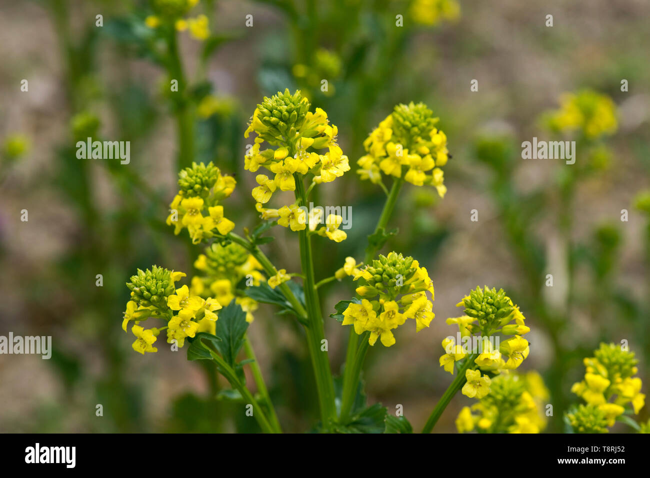 Comune, wintercress bittercress o rocketcress, Barbarea vulgaris, giallo pianta flowering, Berkshire, Aprile Foto Stock