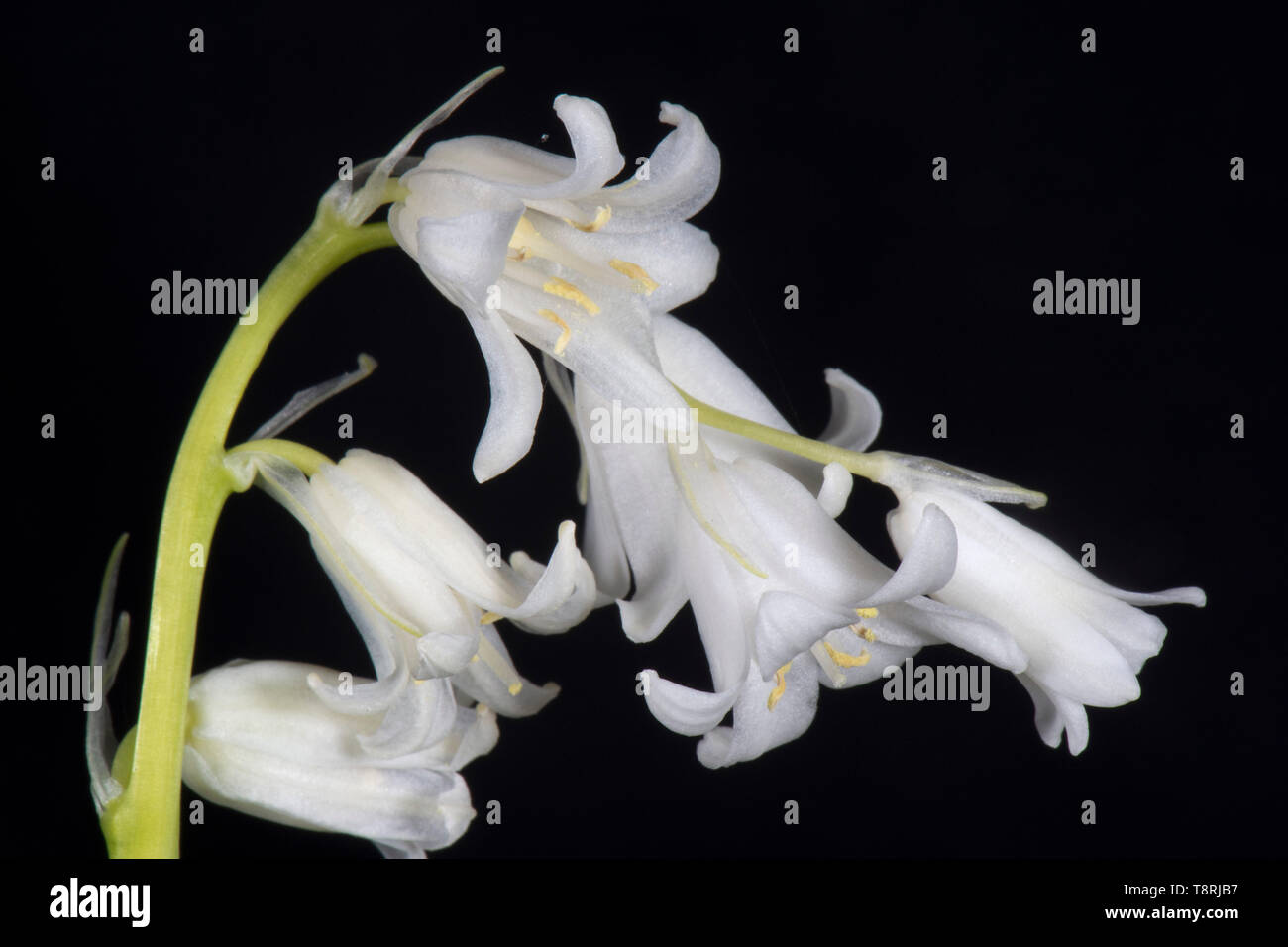 White spagnolo (bluebell Hyacinthoides hispanica) fiori contro uno sfondo nero, Berkshire, Aprile Foto Stock