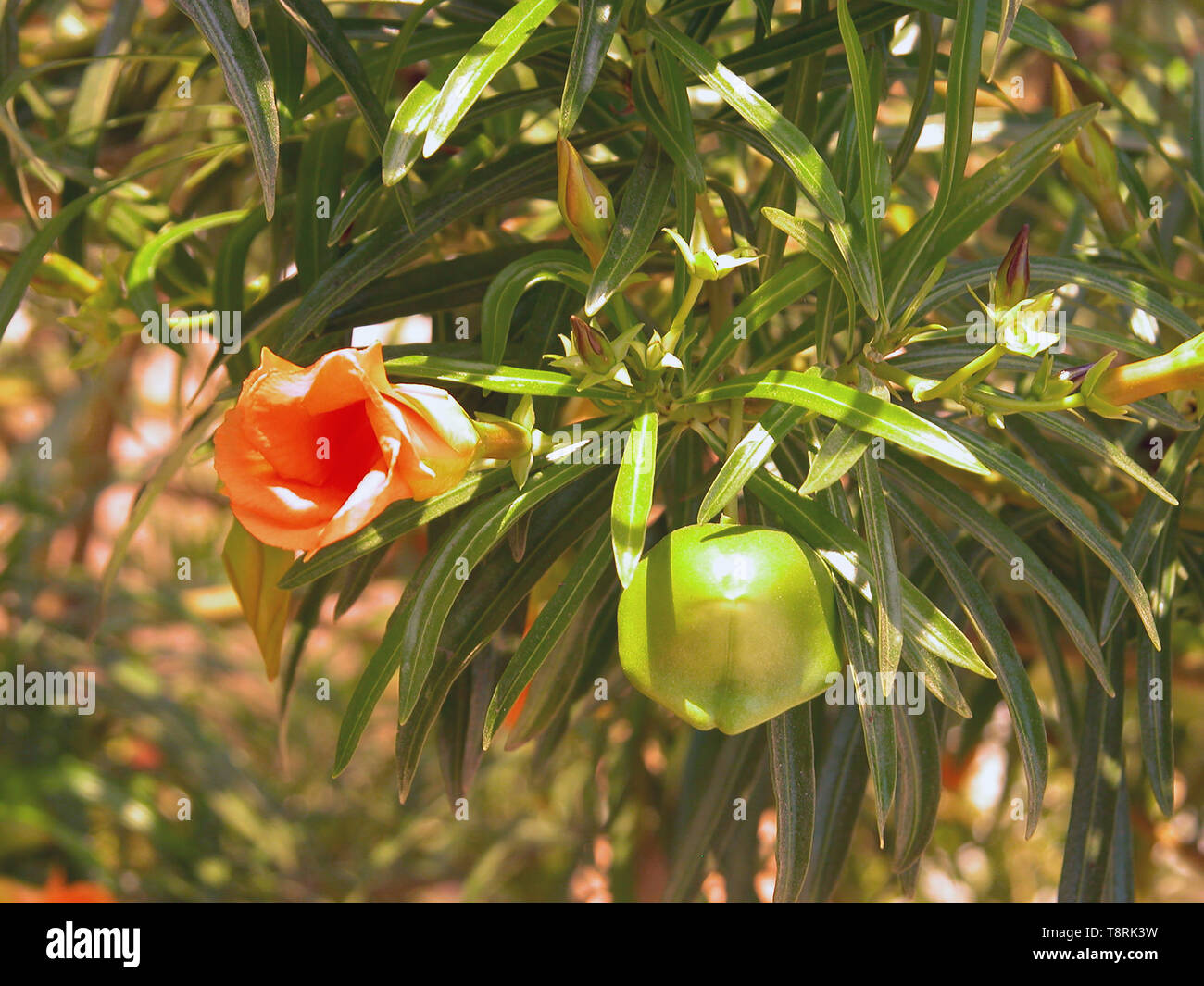 Fiore e seme di pod Thevetia peruviana, (Thevetia nerifolia o giallo oleandro), Paphos, Cipro Foto Stock