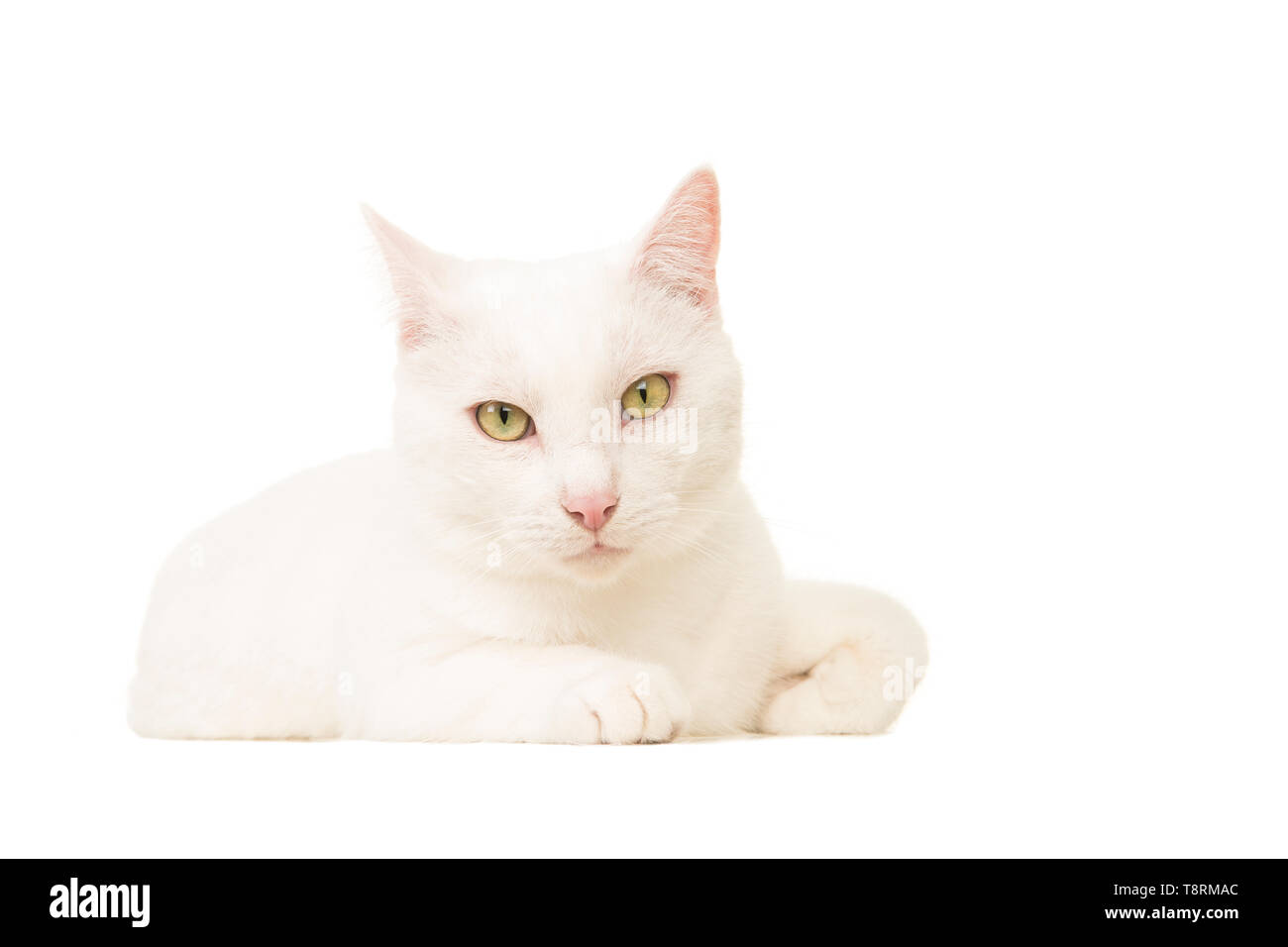 Piuttosto gatto bianco coricato visto dalla parte anteriore, guardando la telecamera isolata su uno sfondo bianco Foto Stock