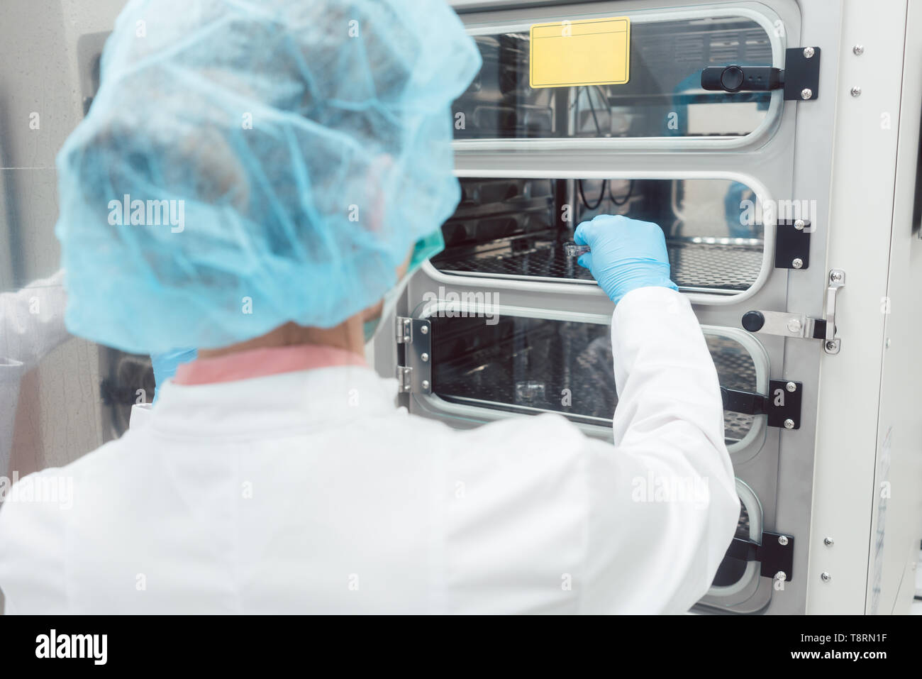 Medico donna mettendo il piatto con uovo fertilizzato in incubatore Foto Stock