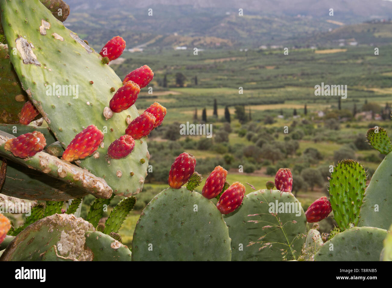 L' Opuntia ficus-indica, fichidindia, in un paesaggio greco Foto Stock